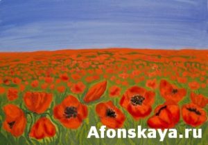 Red poppies on meadow
