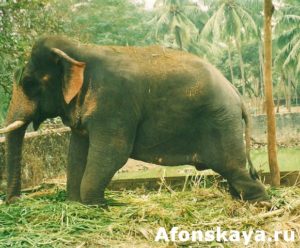 слон Индия