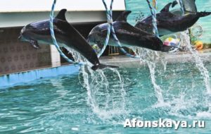 Dolphins on show