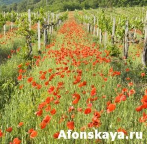 Red poppies with vineyard