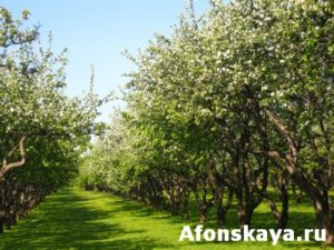 Apple garden in blossom