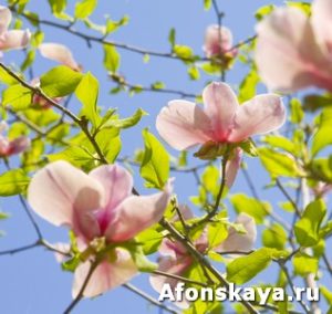 Two magnolia flowers