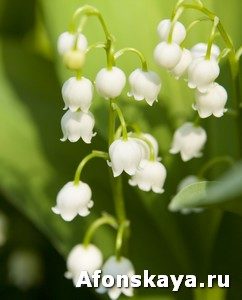 Convallaria (lily of the valley)