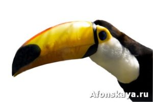 Ramphastos toco (toco toucan)
