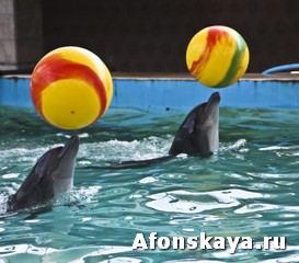 Крым дельфинарий