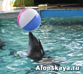 Крым дельфинарий