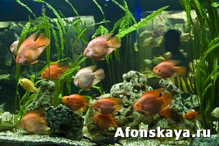 Крым Ялтинский аквариум