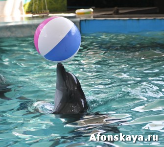 Дельфинарий в Евпатории Крым